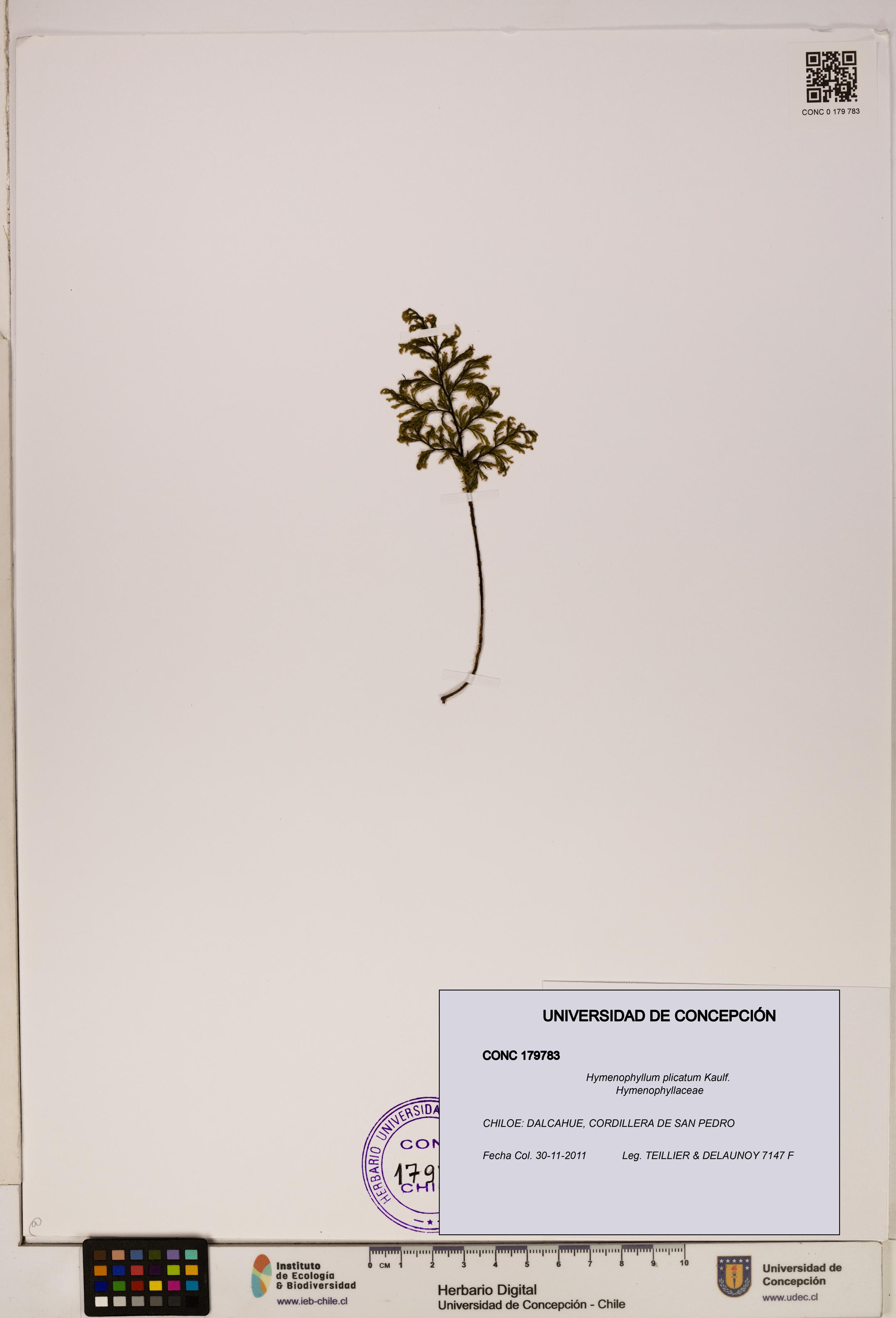 Hymenophyllum plicatum [Espécimen: ]
