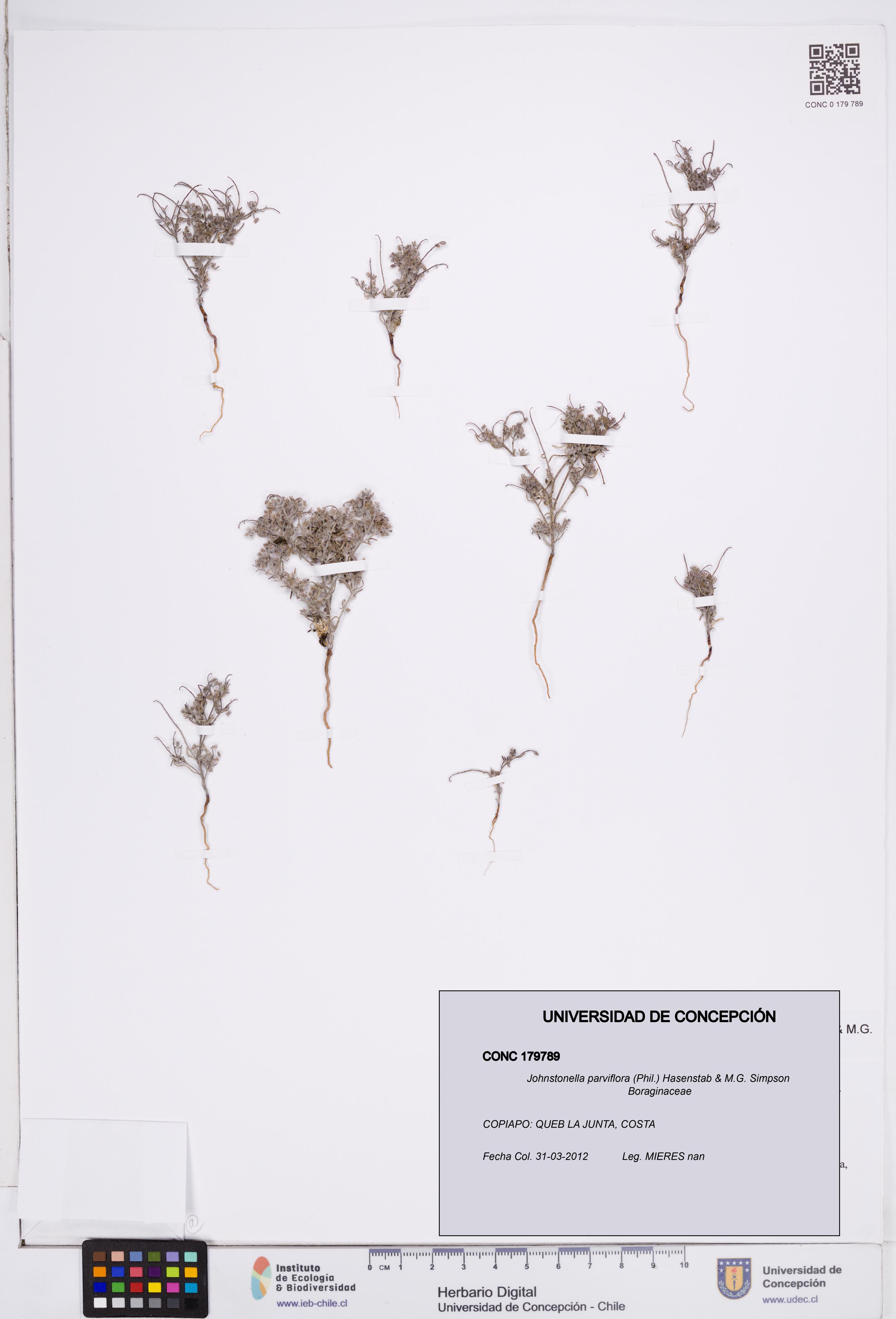 Johnstonella parviflora [Espécimen: ]