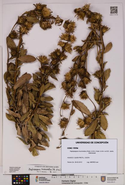 Haplopappus mucronatus [Espécimen: UDEC:CONC:0179794]