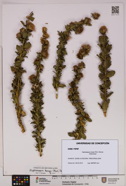 Haplopappus kingii [Espécimen: UDEC:CONC:0179797]
