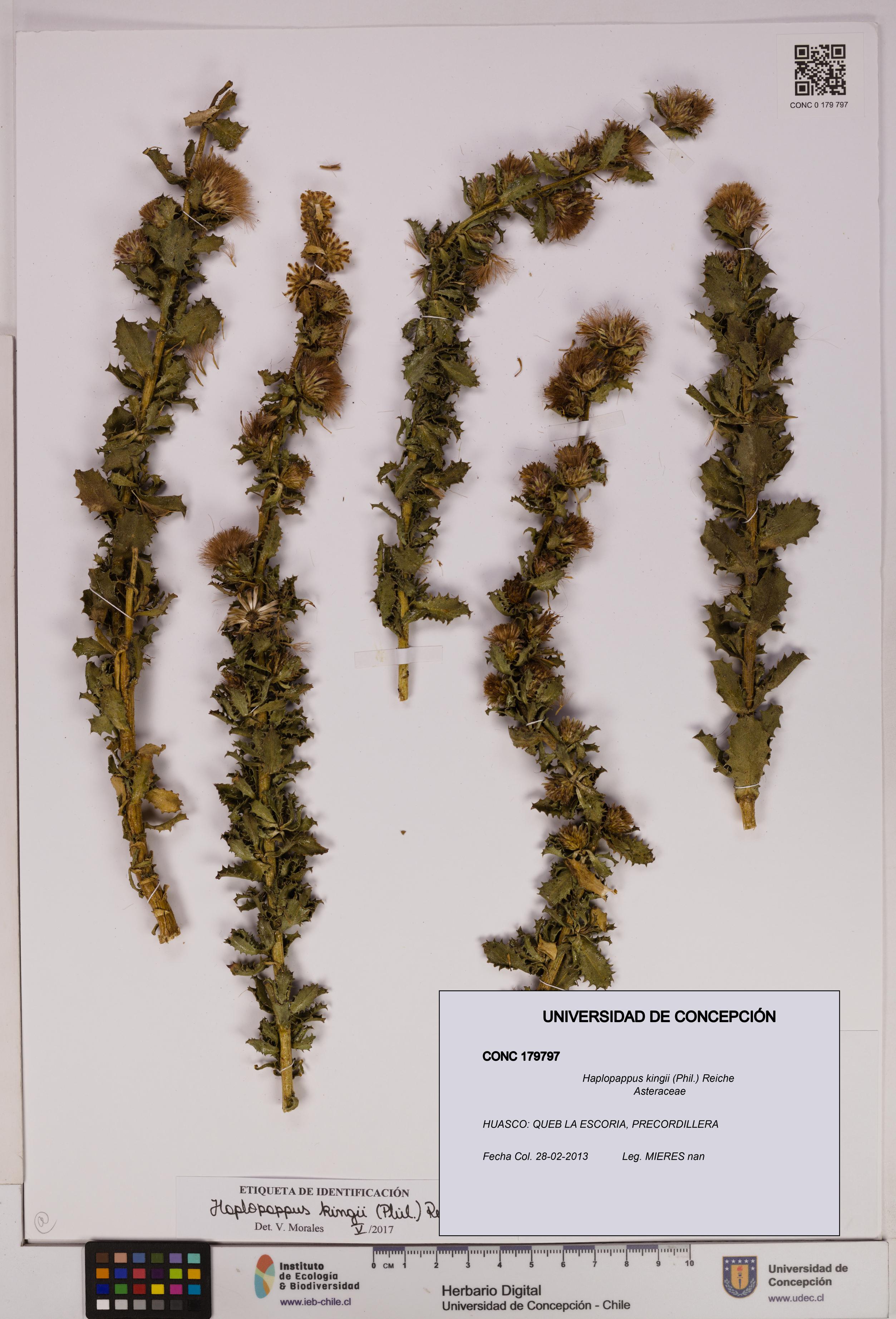 Haplopappus kingii [Espécimen: UDEC:CONC:0179797]