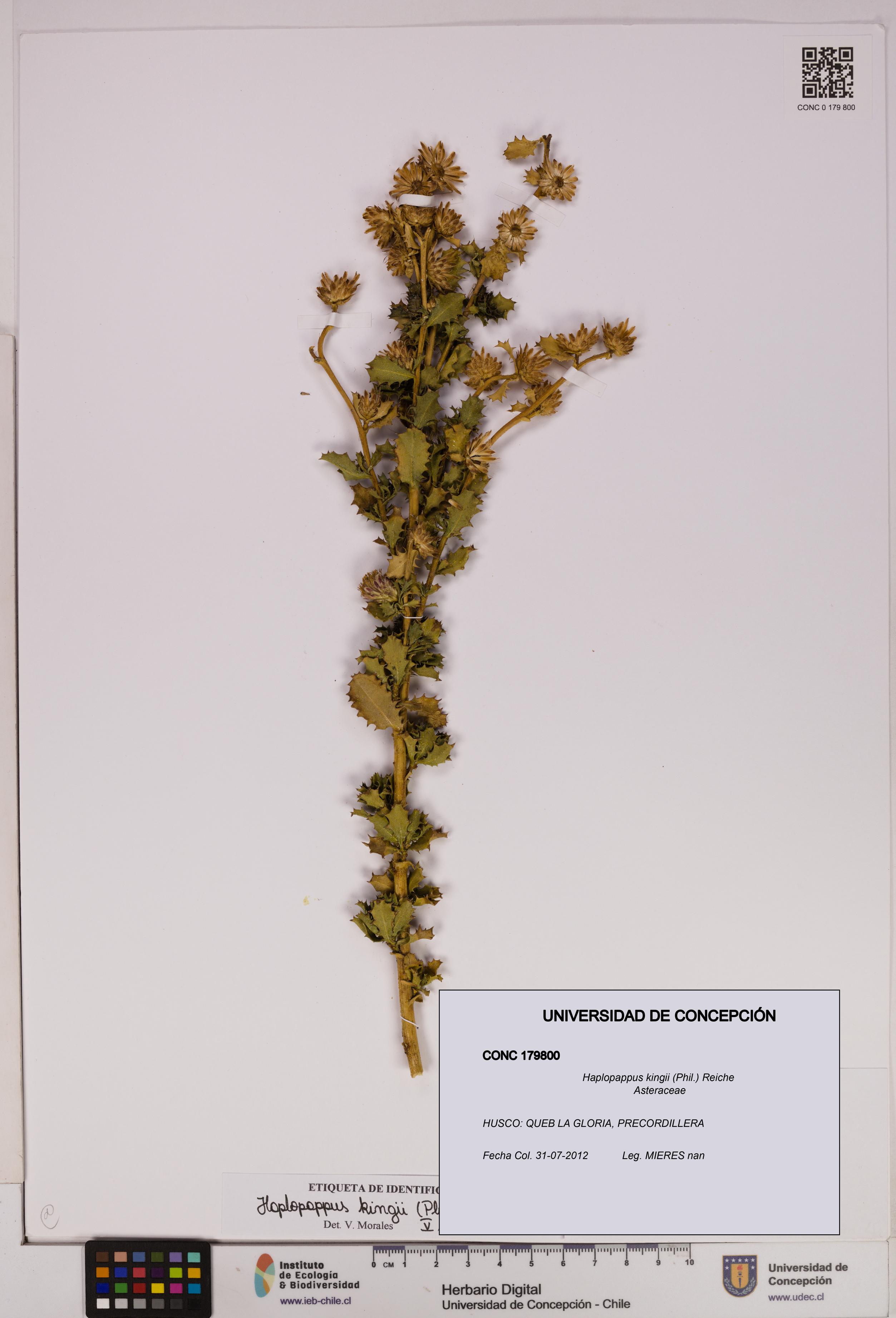 Haplopappus kingii [Espécimen: UDEC:CONC:0179800]