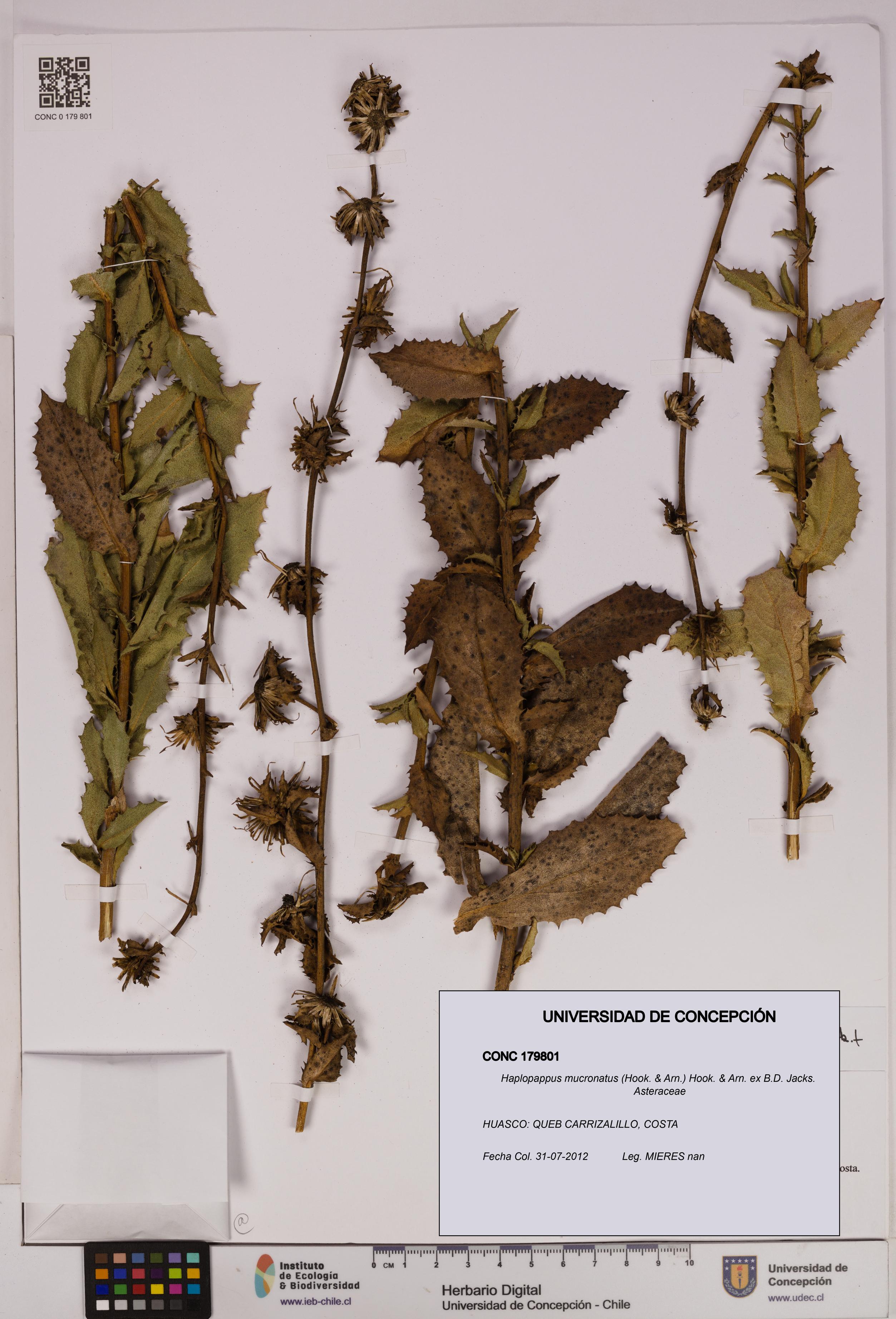 Haplopappus mucronatus [Espécimen: UDEC:CONC:0179801]