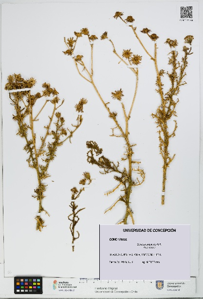 Senecio jorquerae [Espécimen: UDEC:CONC:0179802]