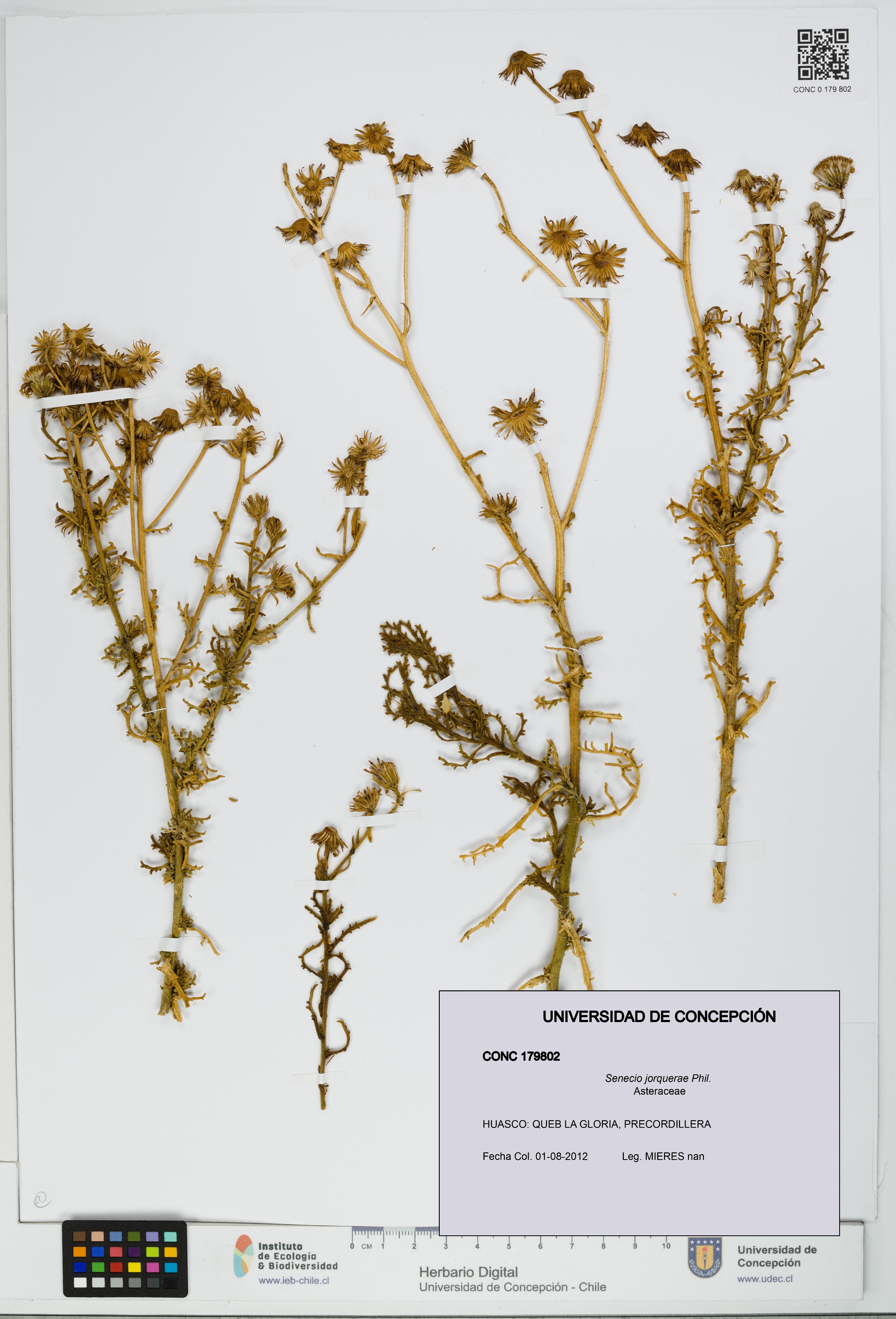 Senecio jorquerae [Espécimen: UDEC:CONC:0179802]