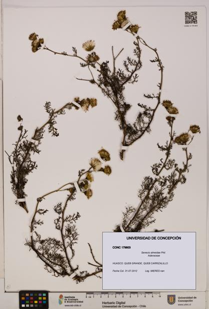 Senecio almeidae [Espécimen: UDEC:CONC:0179803]