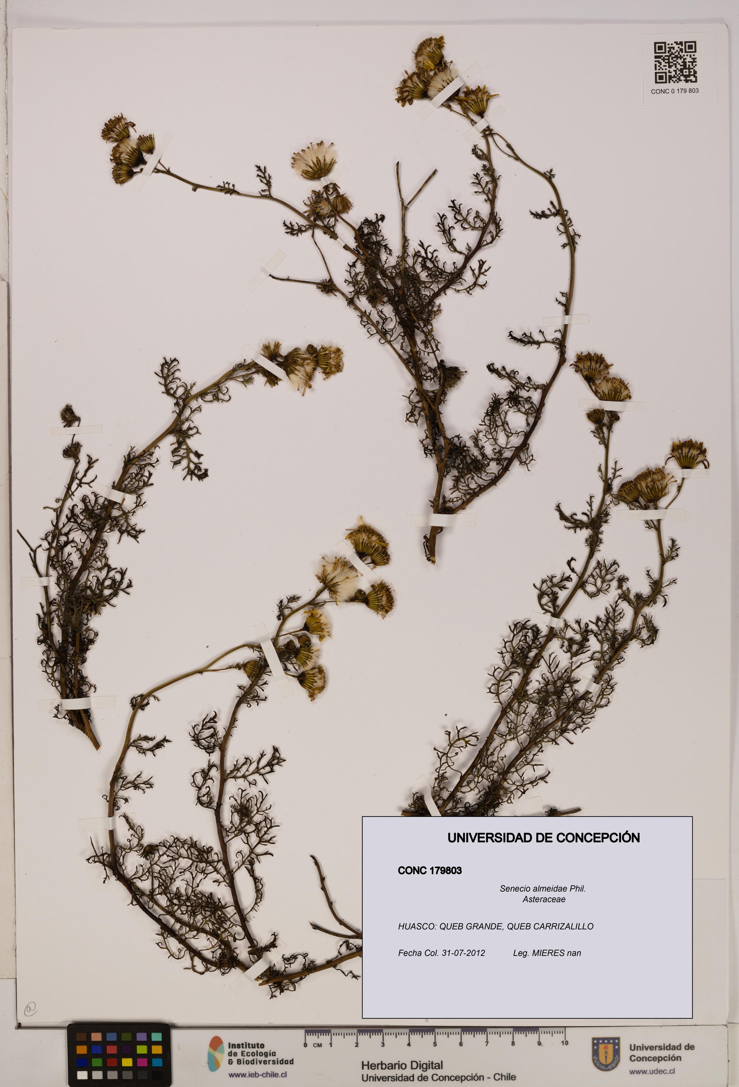 Senecio almeidae [Espécimen: UDEC:CONC:0179803]