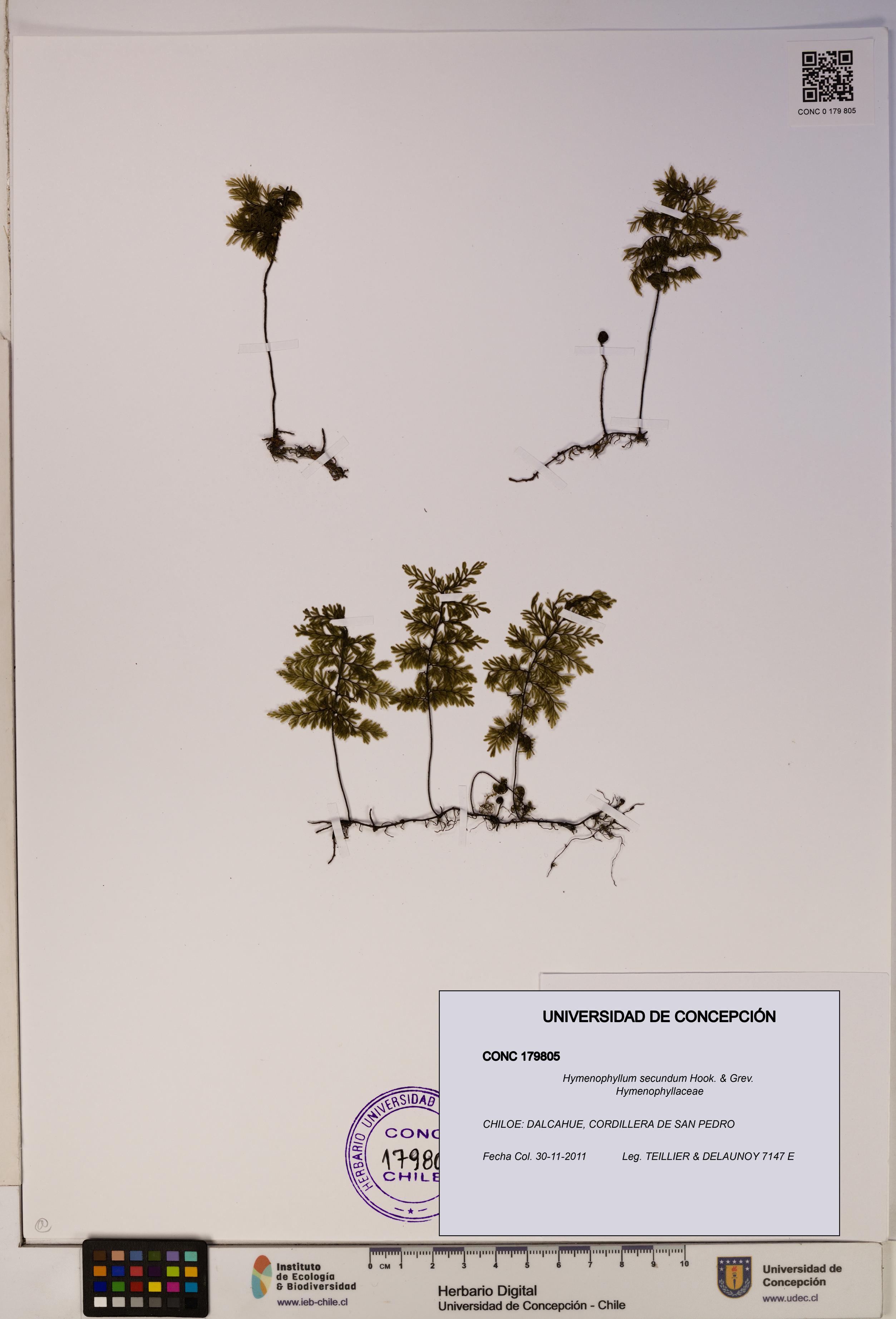 Hymenophyllum secundum [Espécimen: ]
