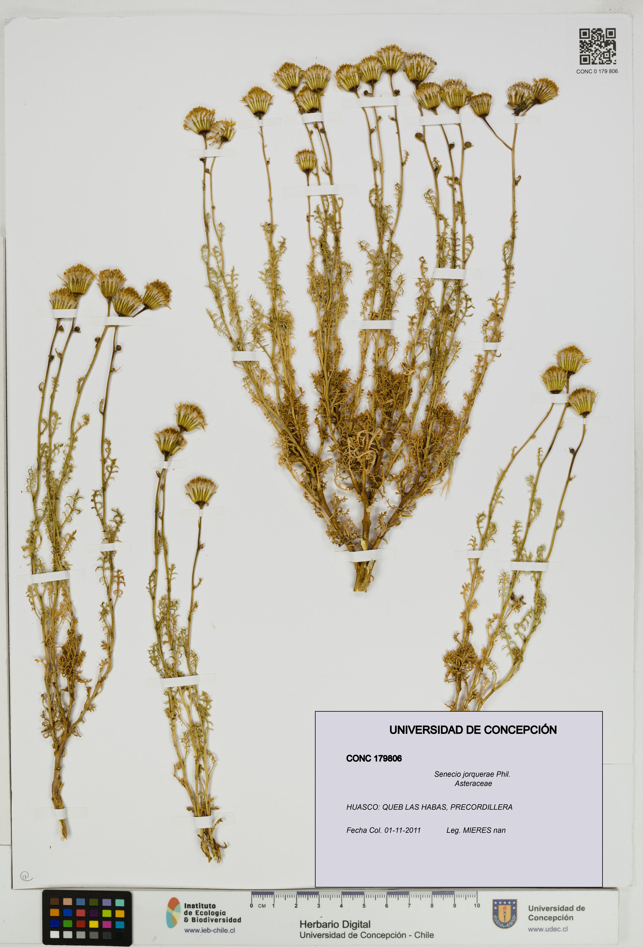 Senecio jorquerae [Espécimen: UDEC:CONC:0179806]
