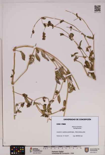 Allionia incarnata [Espécimen: UDEC:CONC:0179809]