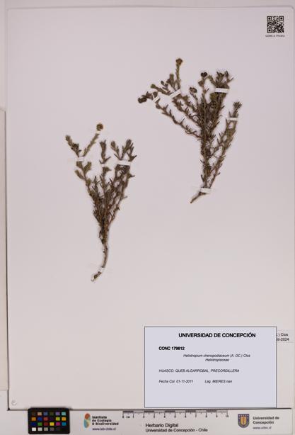 Heliotropium chenopodiaceum [Espécimen: UDEC:CONC:0179812]