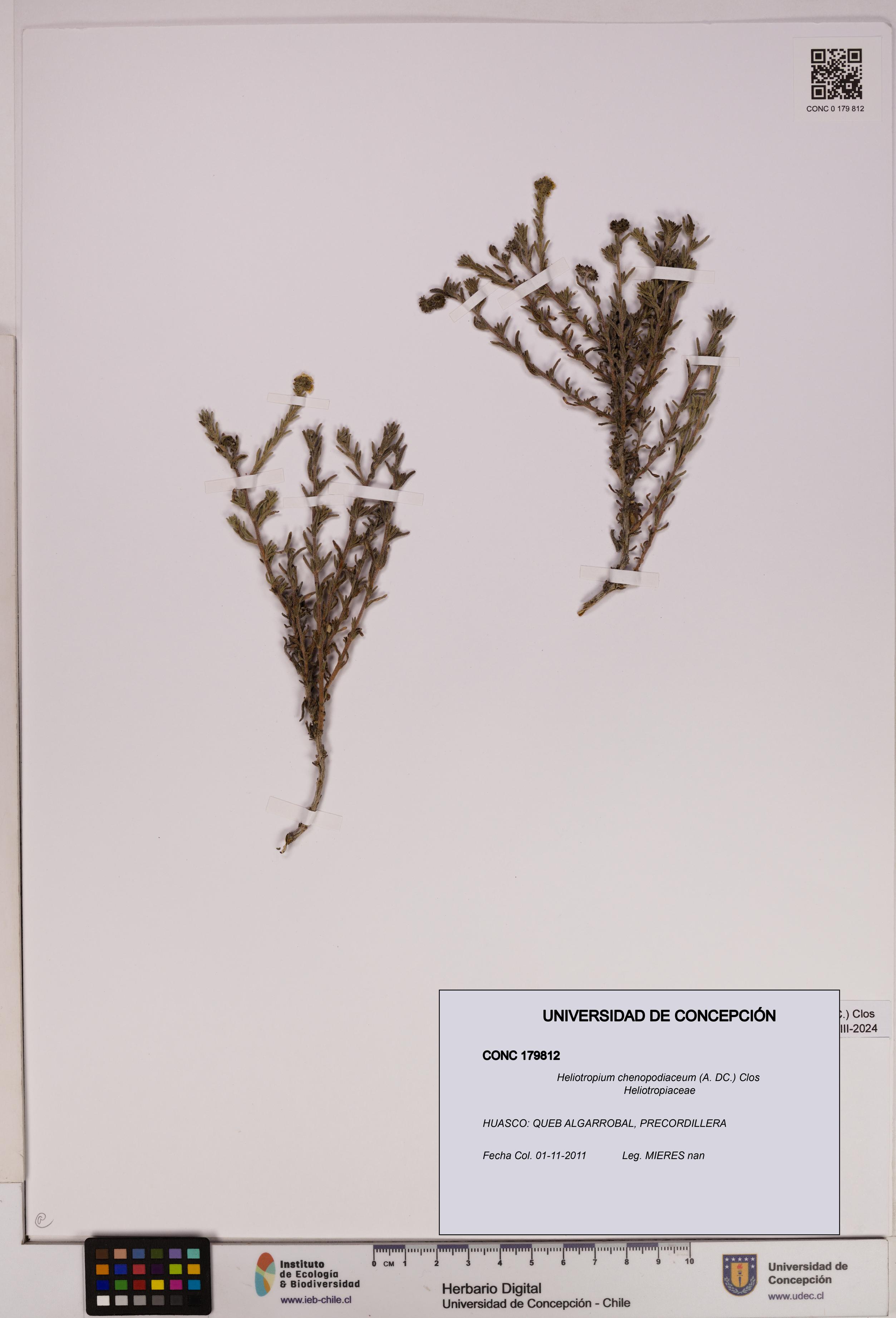 Heliotropium chenopodiaceum [Espécimen: UDEC:CONC:0179812]