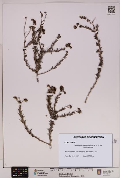 Heliotropium chenopodiaceum [Espécimen: UDEC:CONC:0179813]