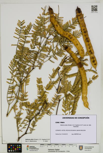 Neltuma alba var. alba [Espécimen: UDEC:CONC:0179819]