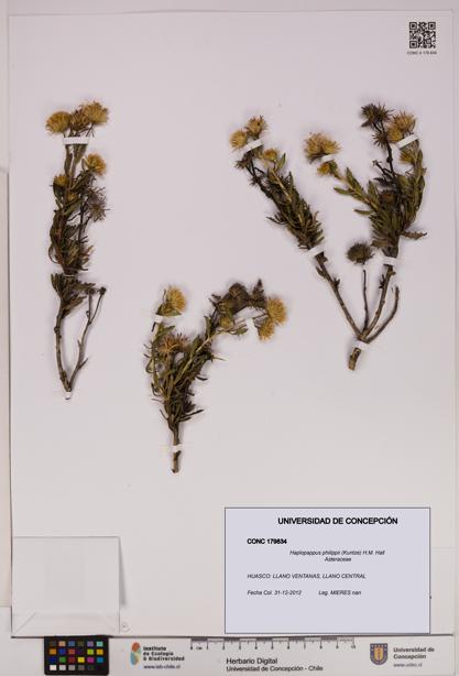 Haplopappus philippii [Espécimen: UDEC:CONC:0179834]