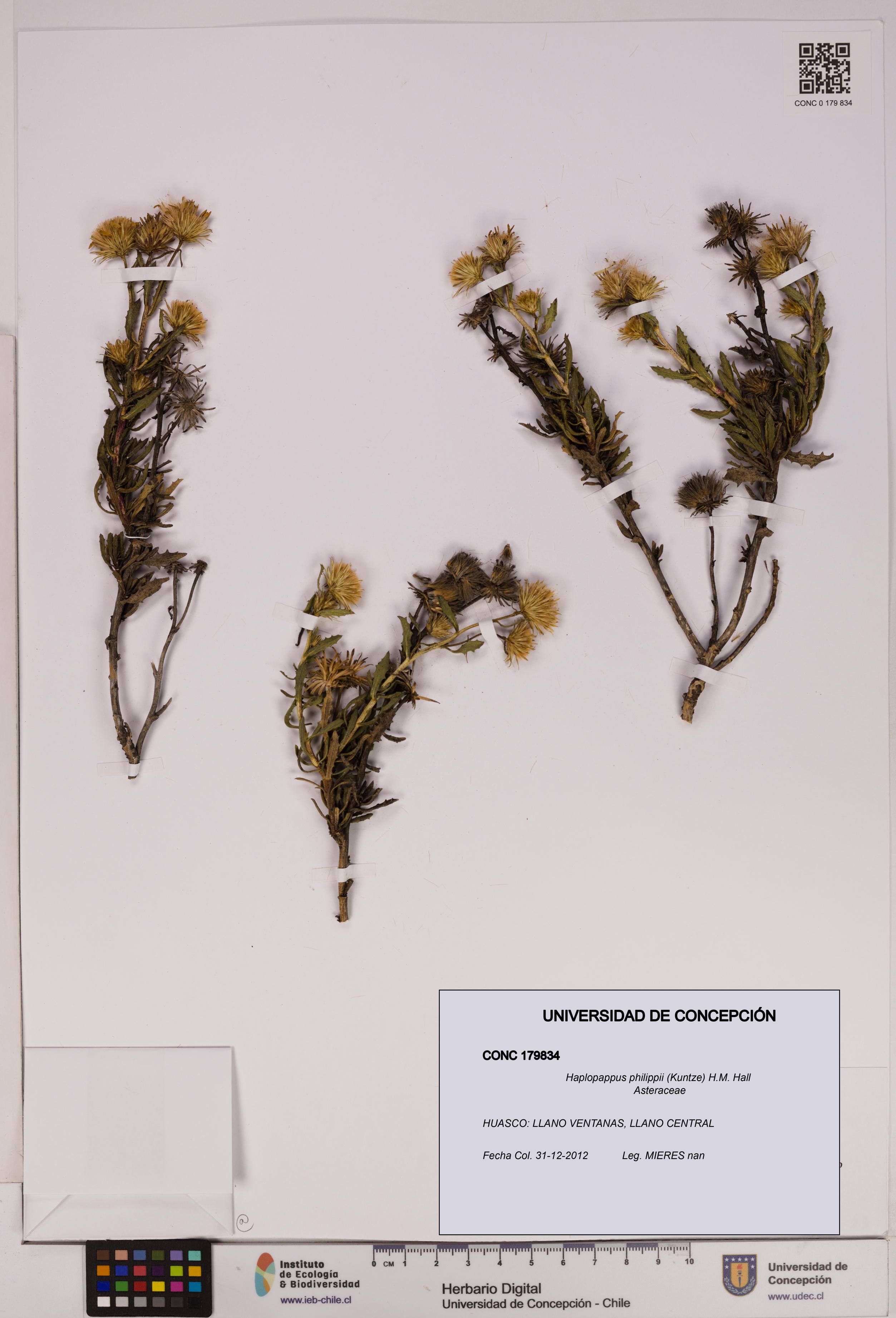 Haplopappus philippii [Espécimen: UDEC:CONC:0179834]