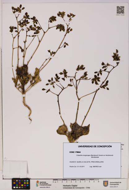 Cistanthe longiscapa [Espécimen: UDEC:CONC:0179844]