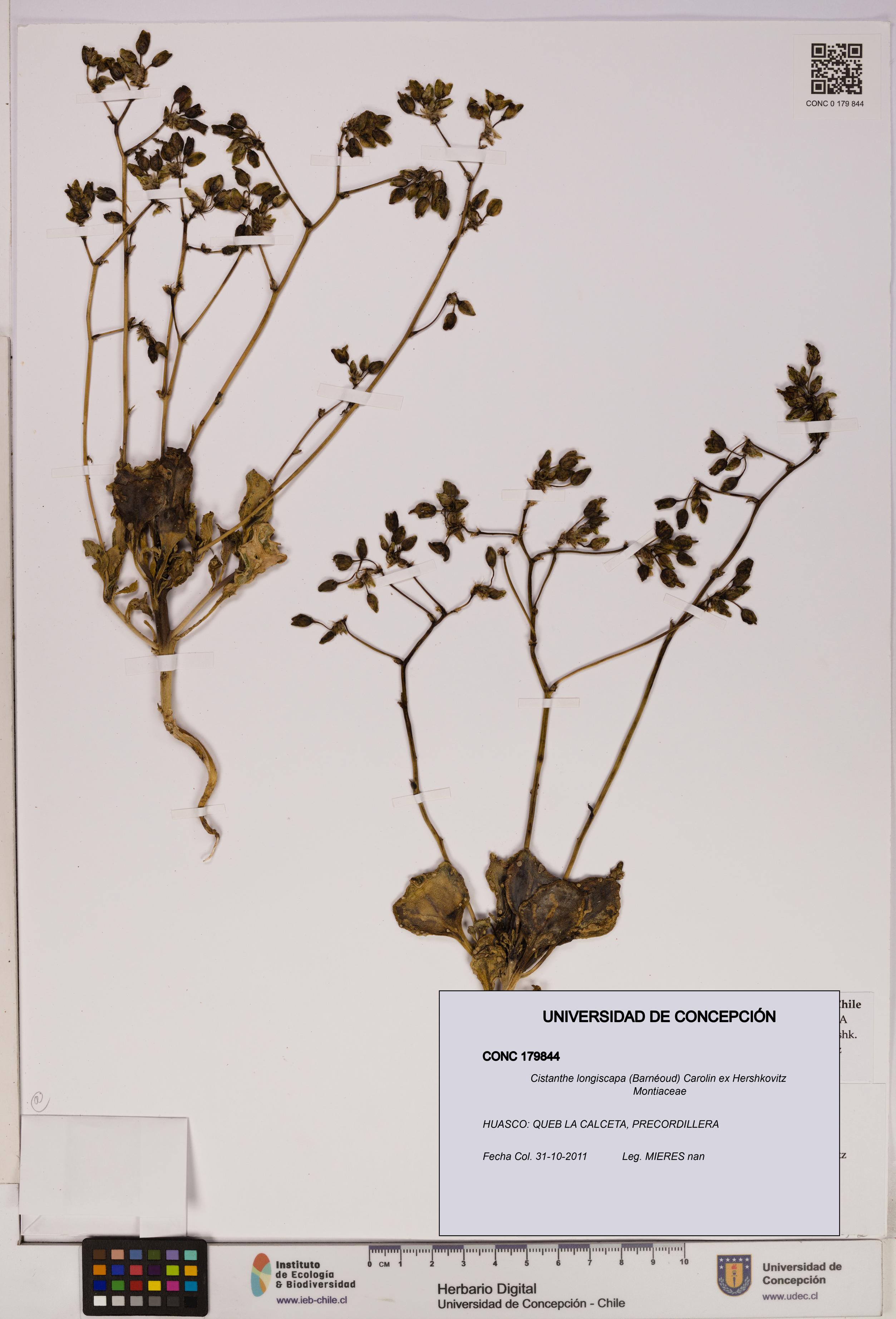 Cistanthe longiscapa [Espécimen: UDEC:CONC:0179844]