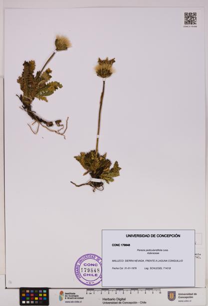 Perezia pedicularidifolia [Espécimen: UDEC:CONC:0179848]