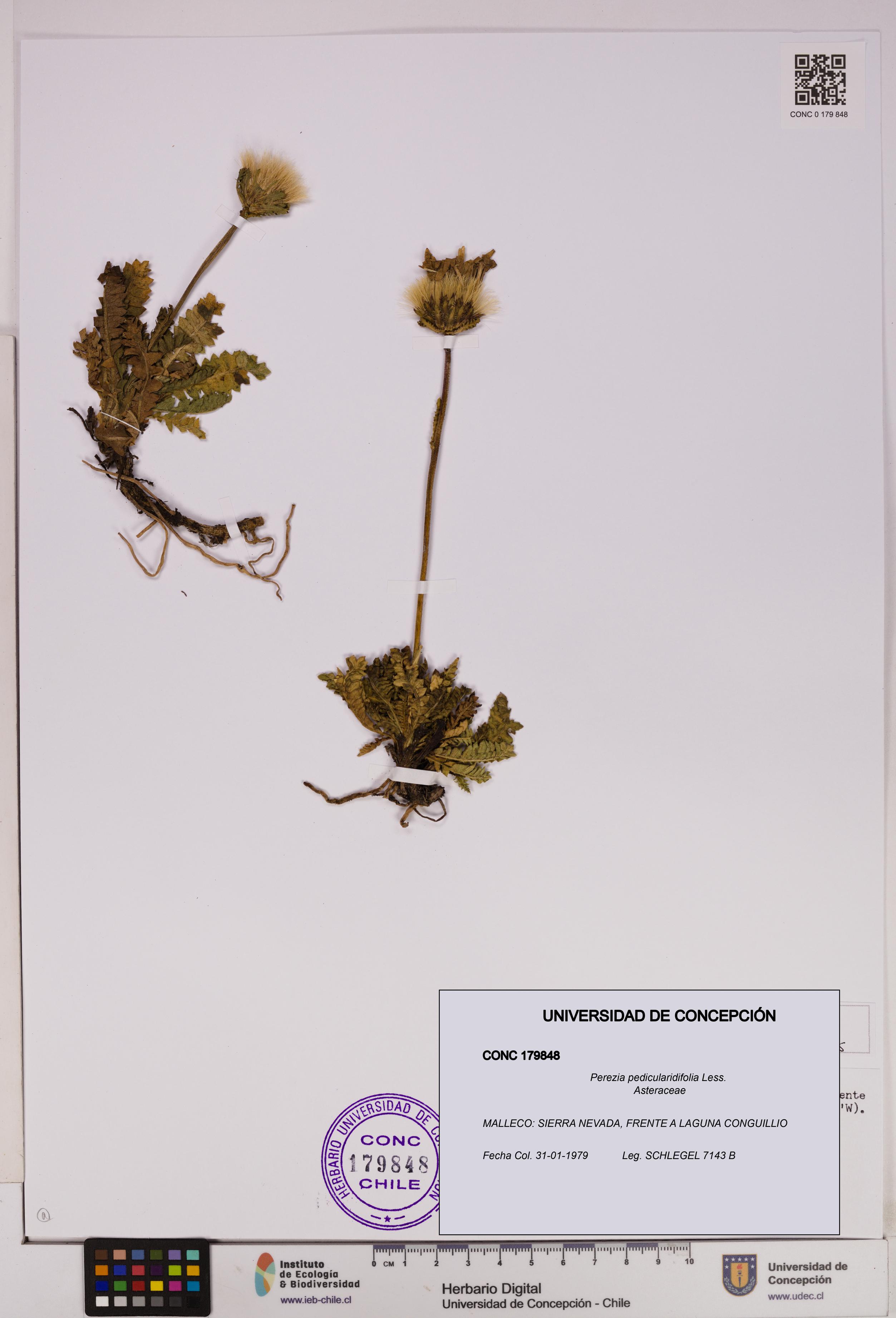 Perezia pedicularidifolia [Espécimen: UDEC:CONC:0179848]