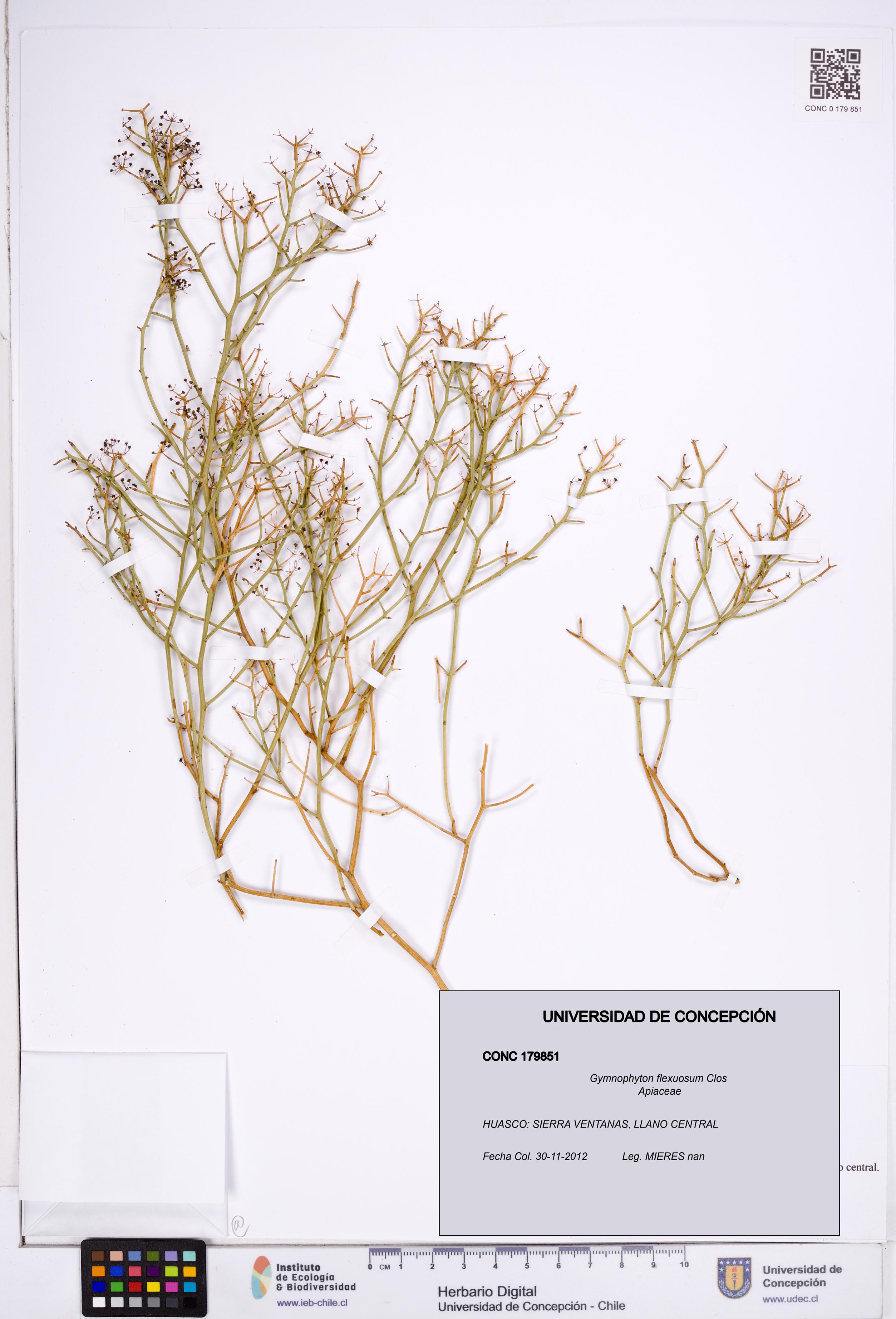 Gymnophyton flexuosum [Espécimen: ]