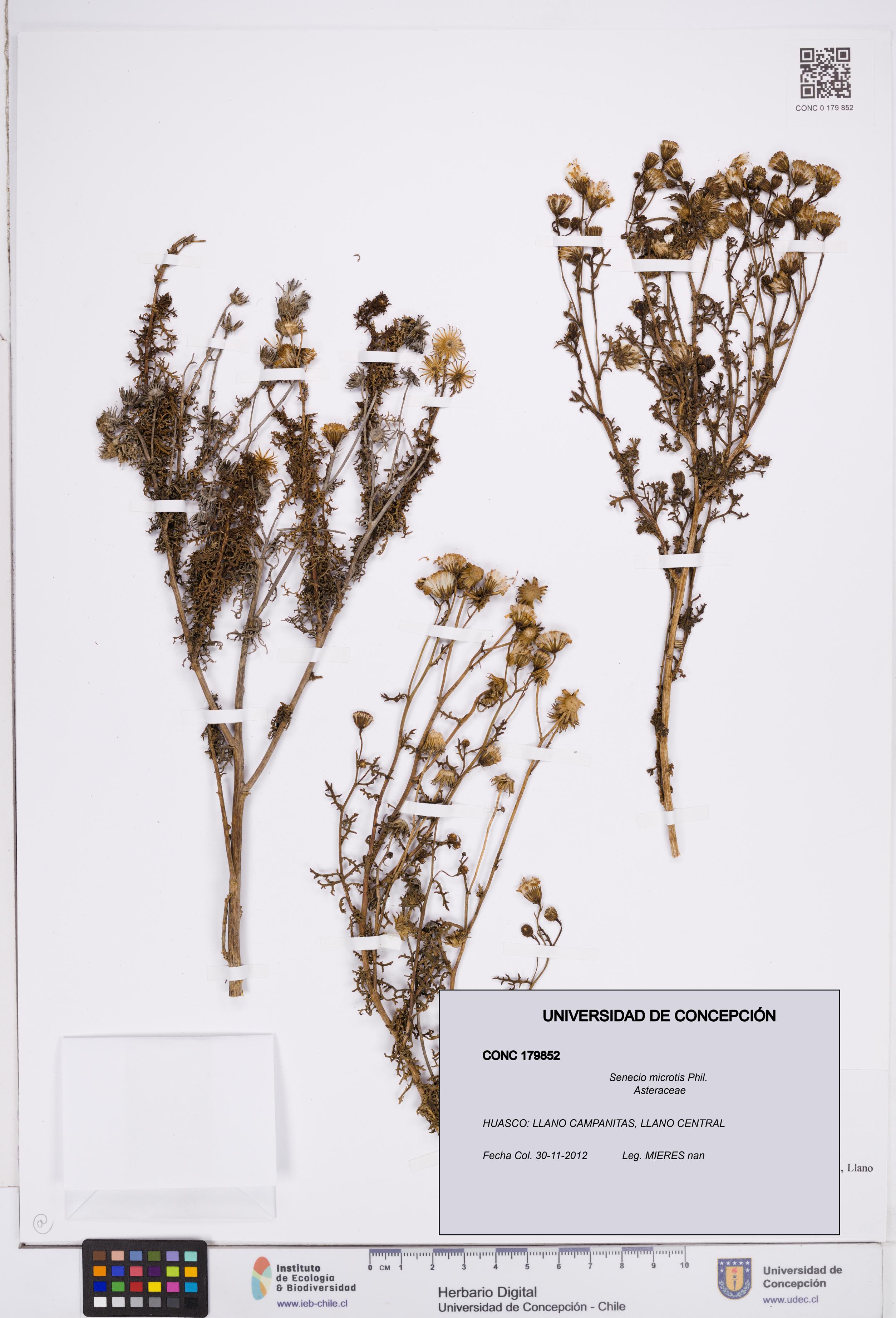 Senecio microtis [Espécimen: ]