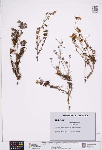 Senecio microtis [Espécimen: ]