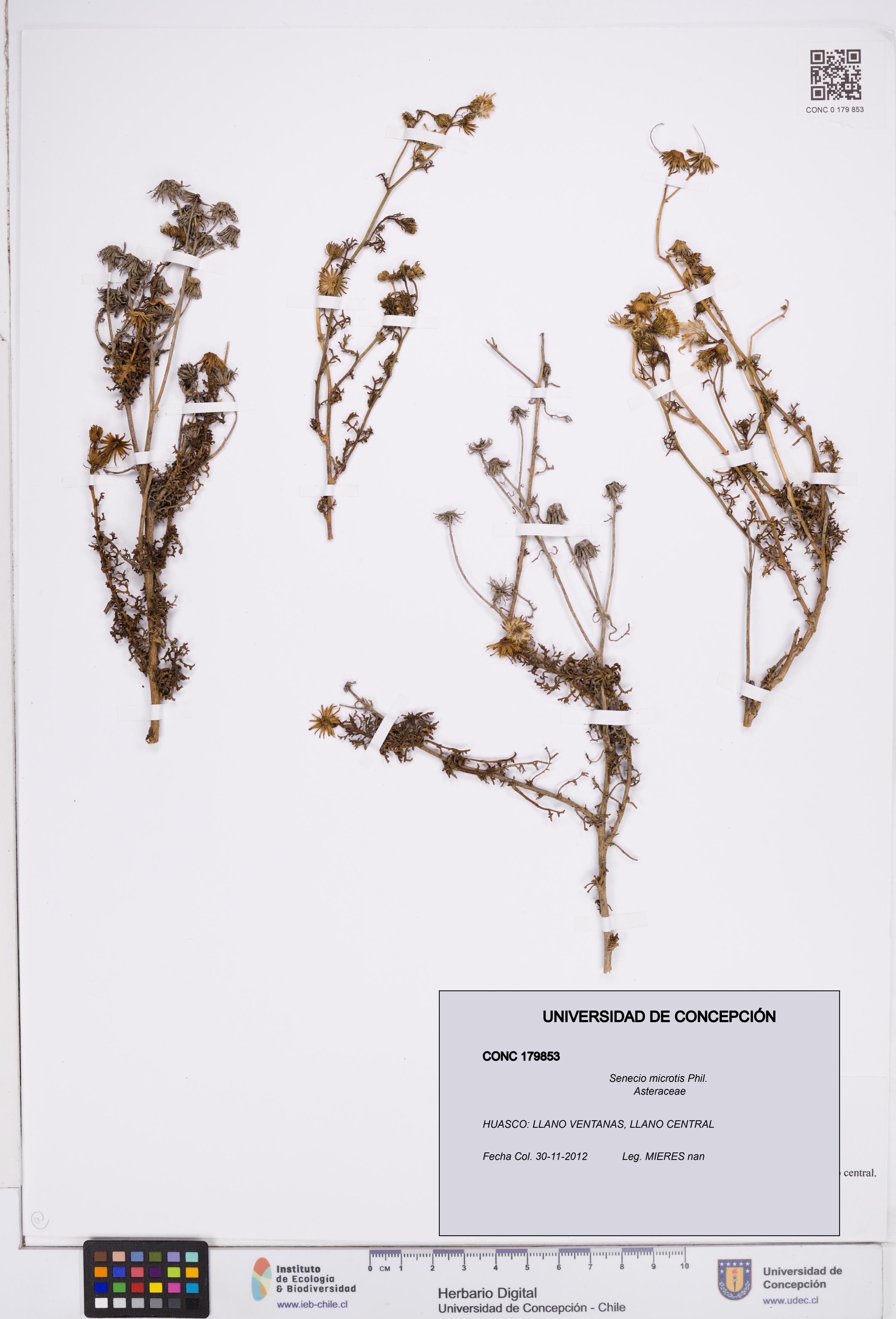 Senecio microtis [Espécimen: ]