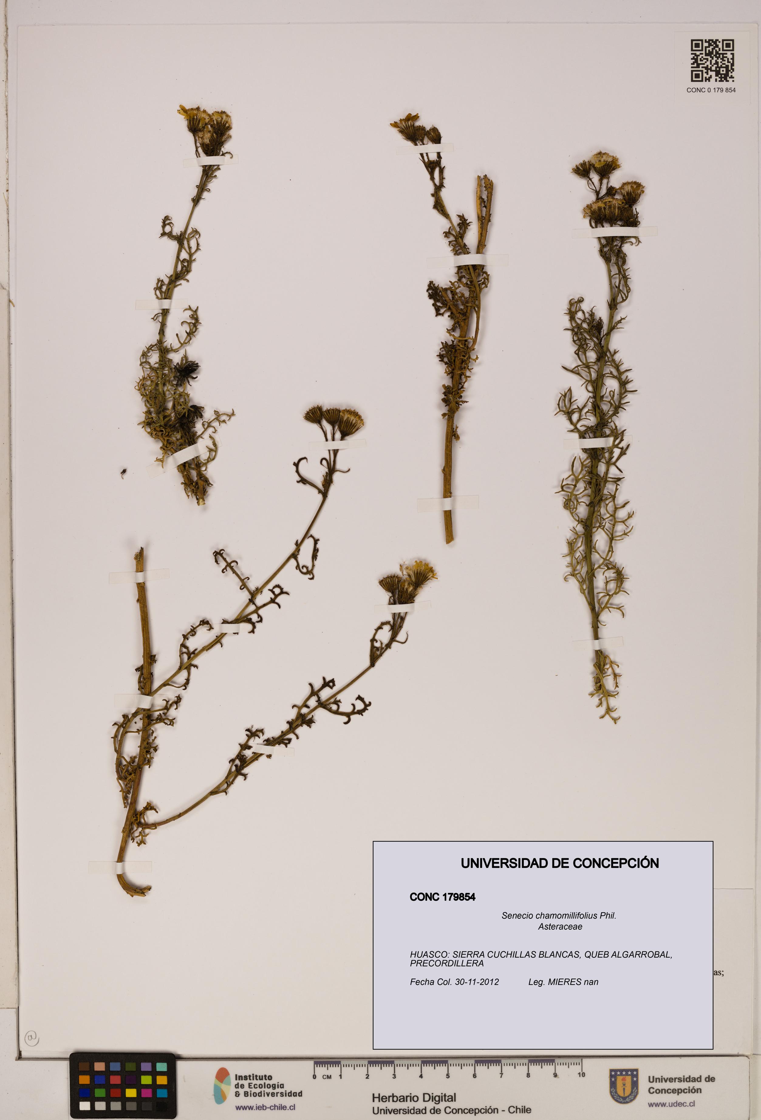 Senecio chamomillifolius [Espécimen: UDEC:CONC:0179854]