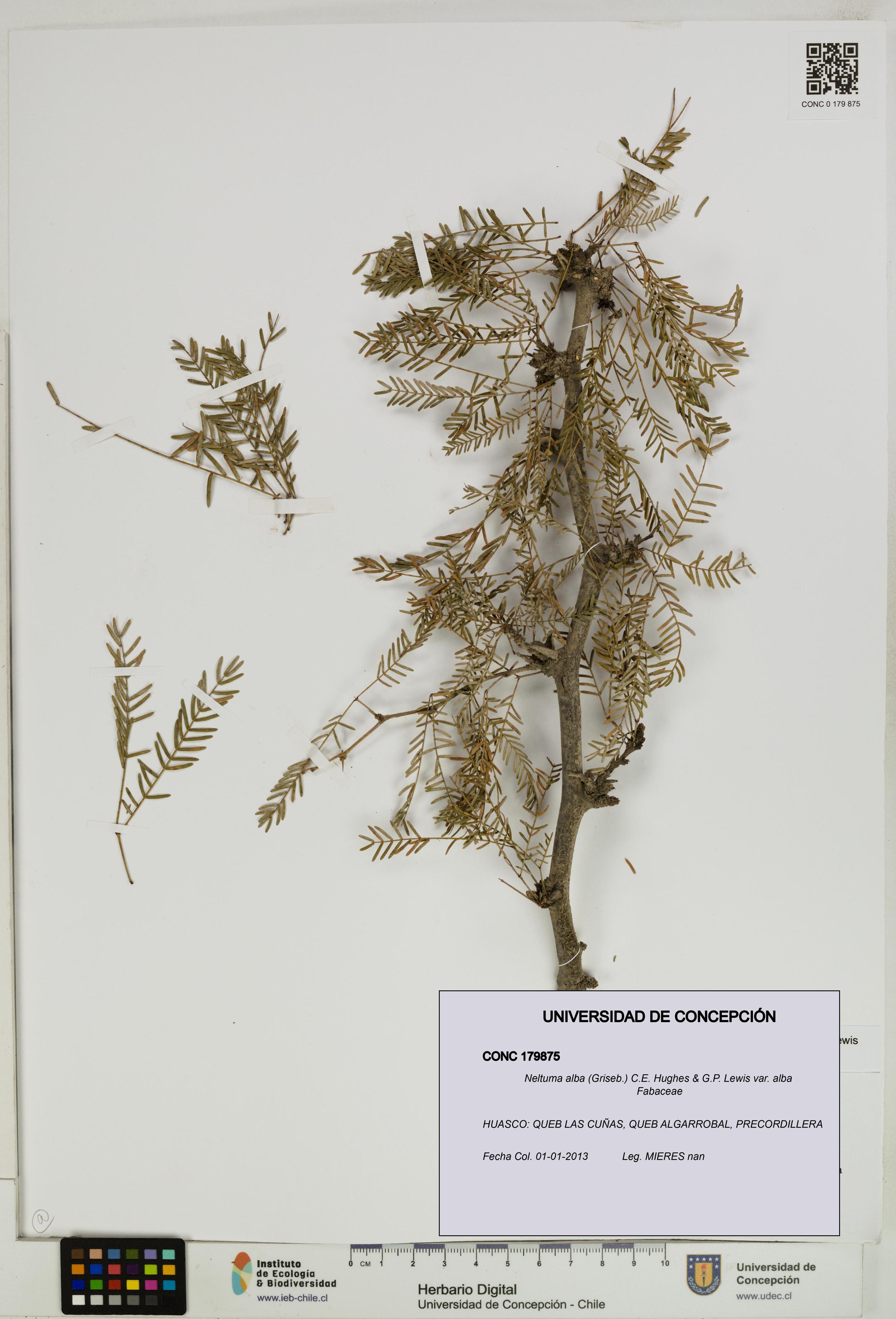 Neltuma alba var. alba [Espécimen: UDEC:CONC:0179875]