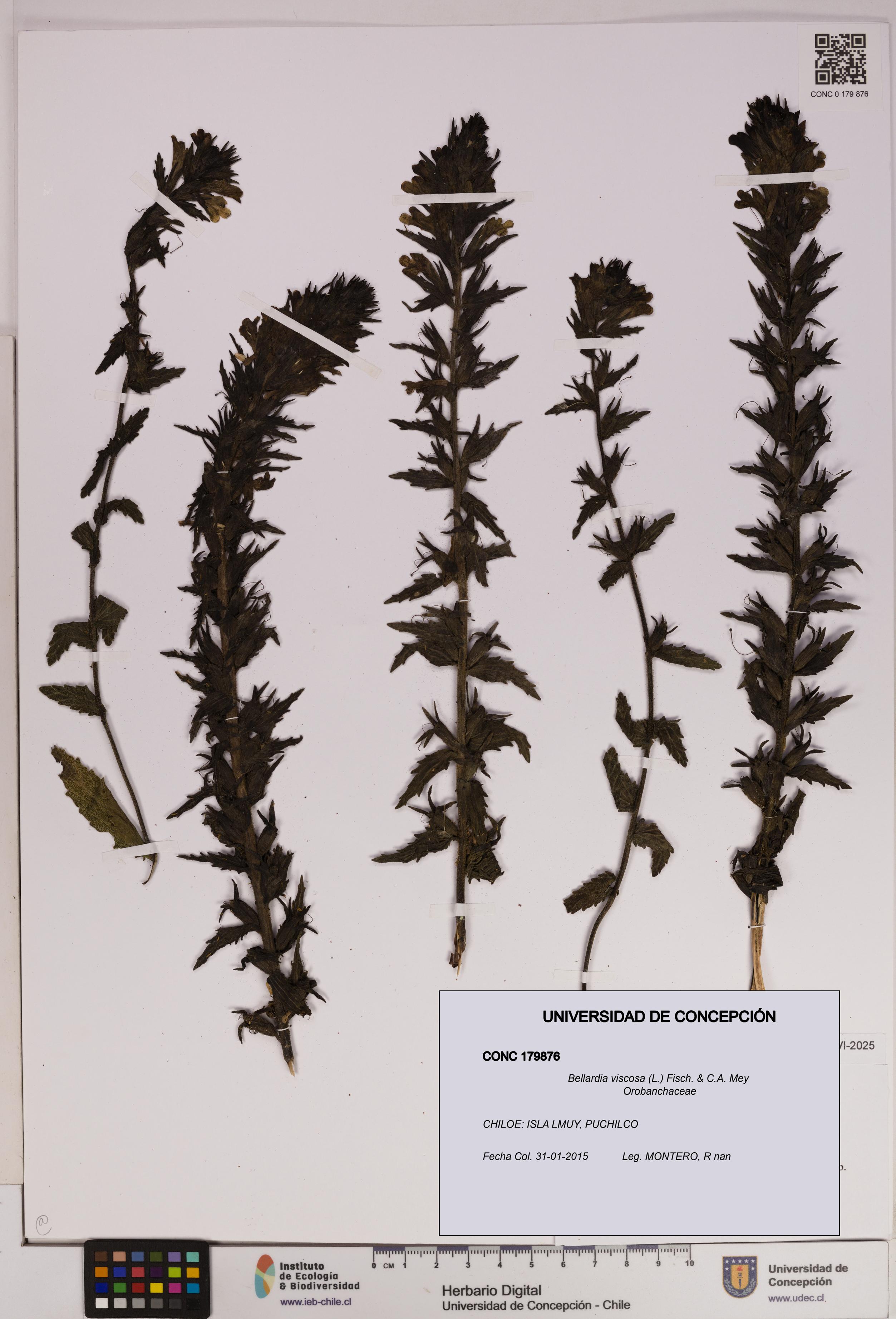 Bellardia viscosa [Espécimen: UDEC:CONC:0179876]