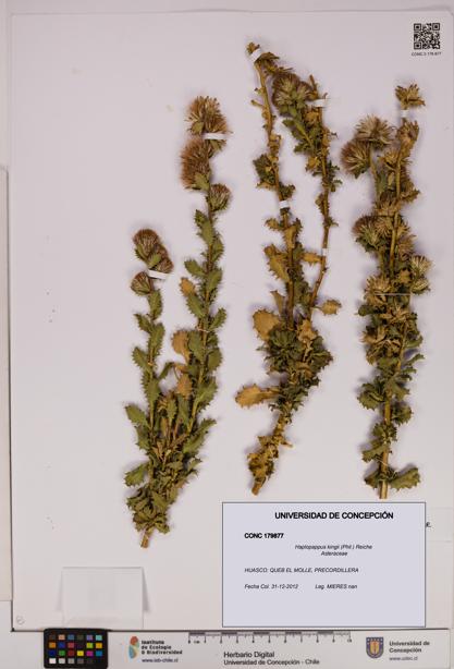 Haplopappus kingii [Espécimen: UDEC:CONC:0179877]