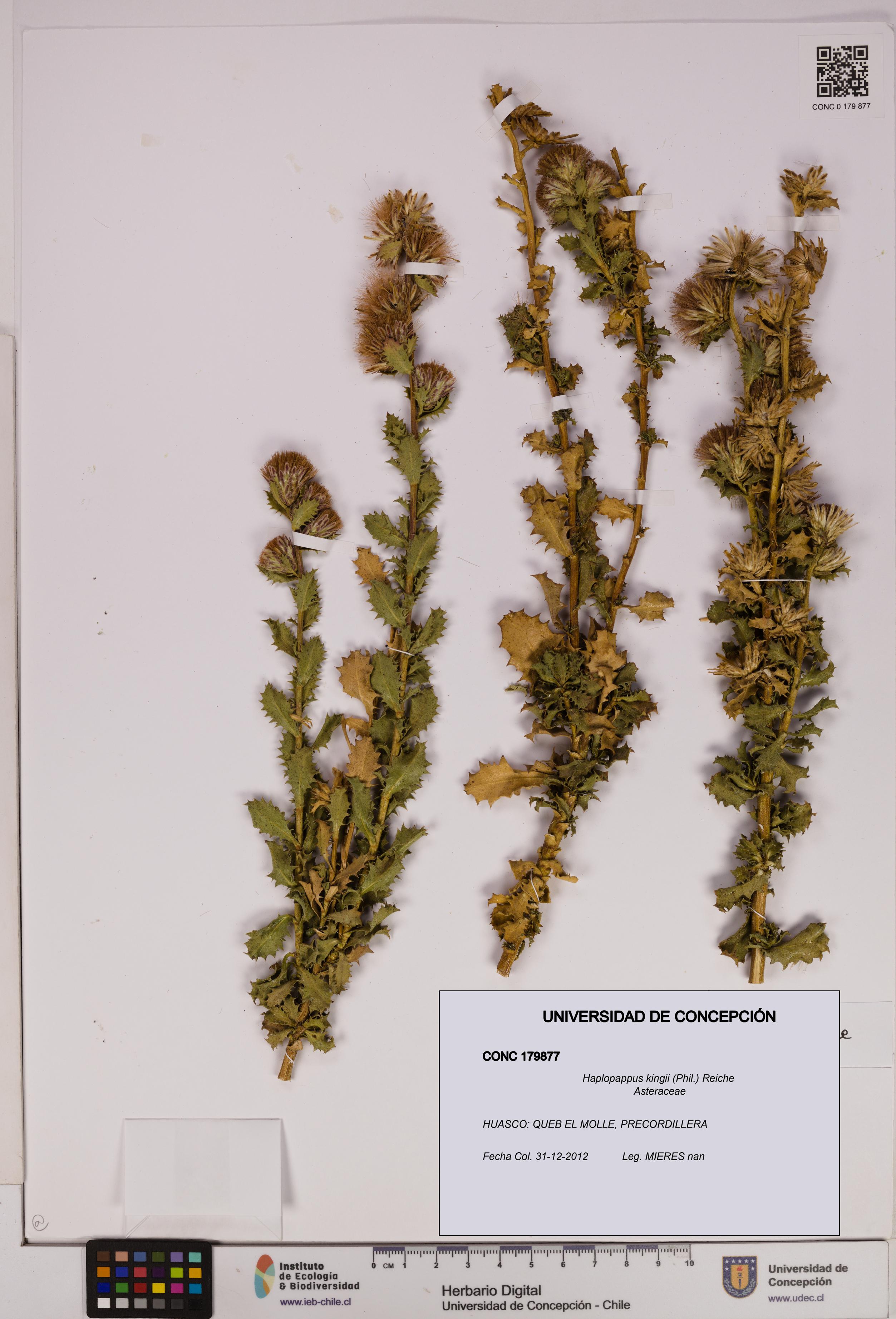 Haplopappus kingii [Espécimen: UDEC:CONC:0179877]