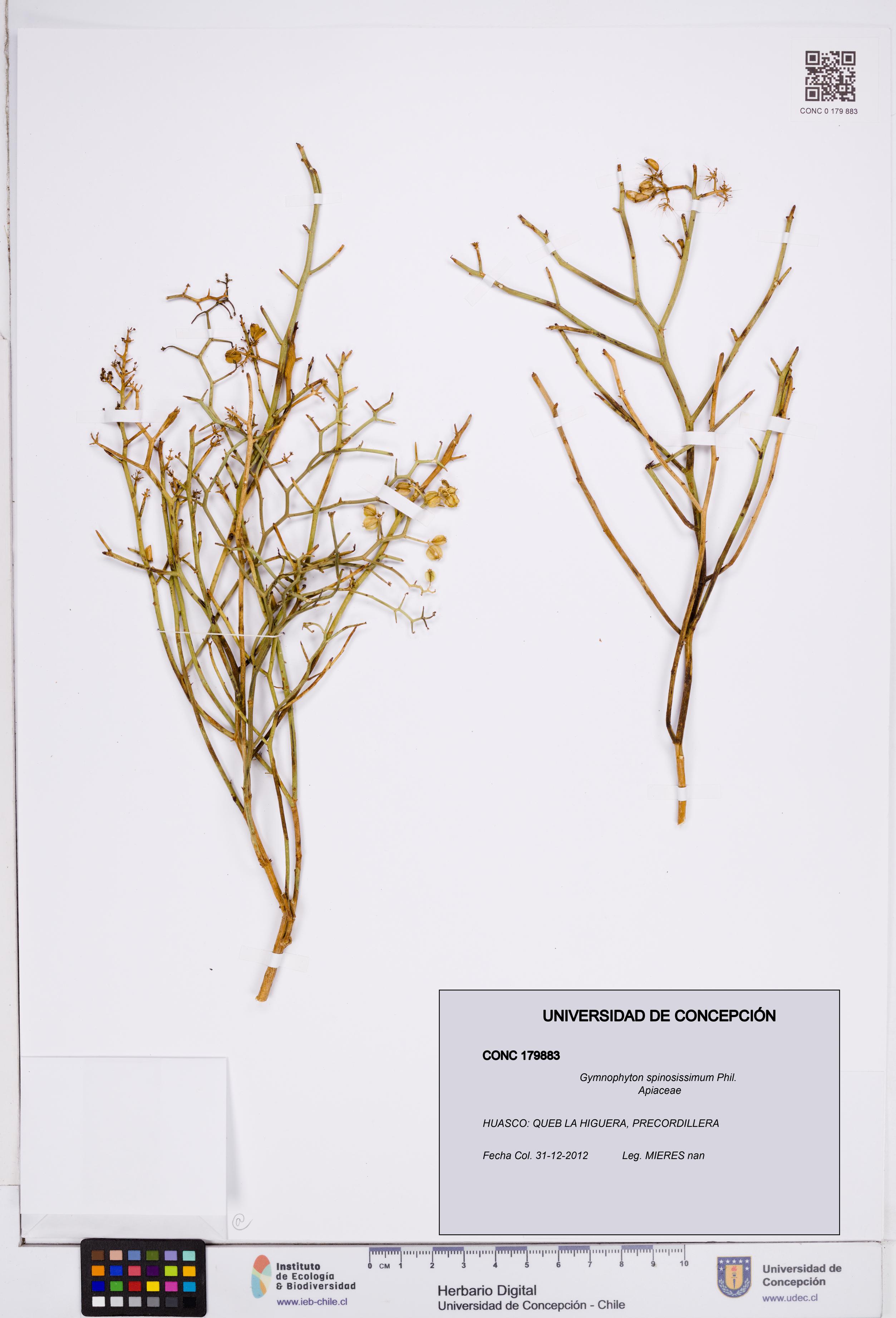 Gymnophyton spinosissimum [Espécimen: ]