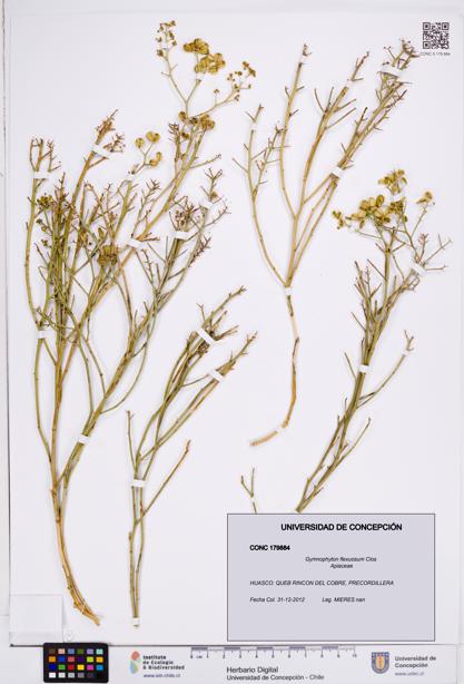 Gymnophyton flexuosum [Espécimen: ]