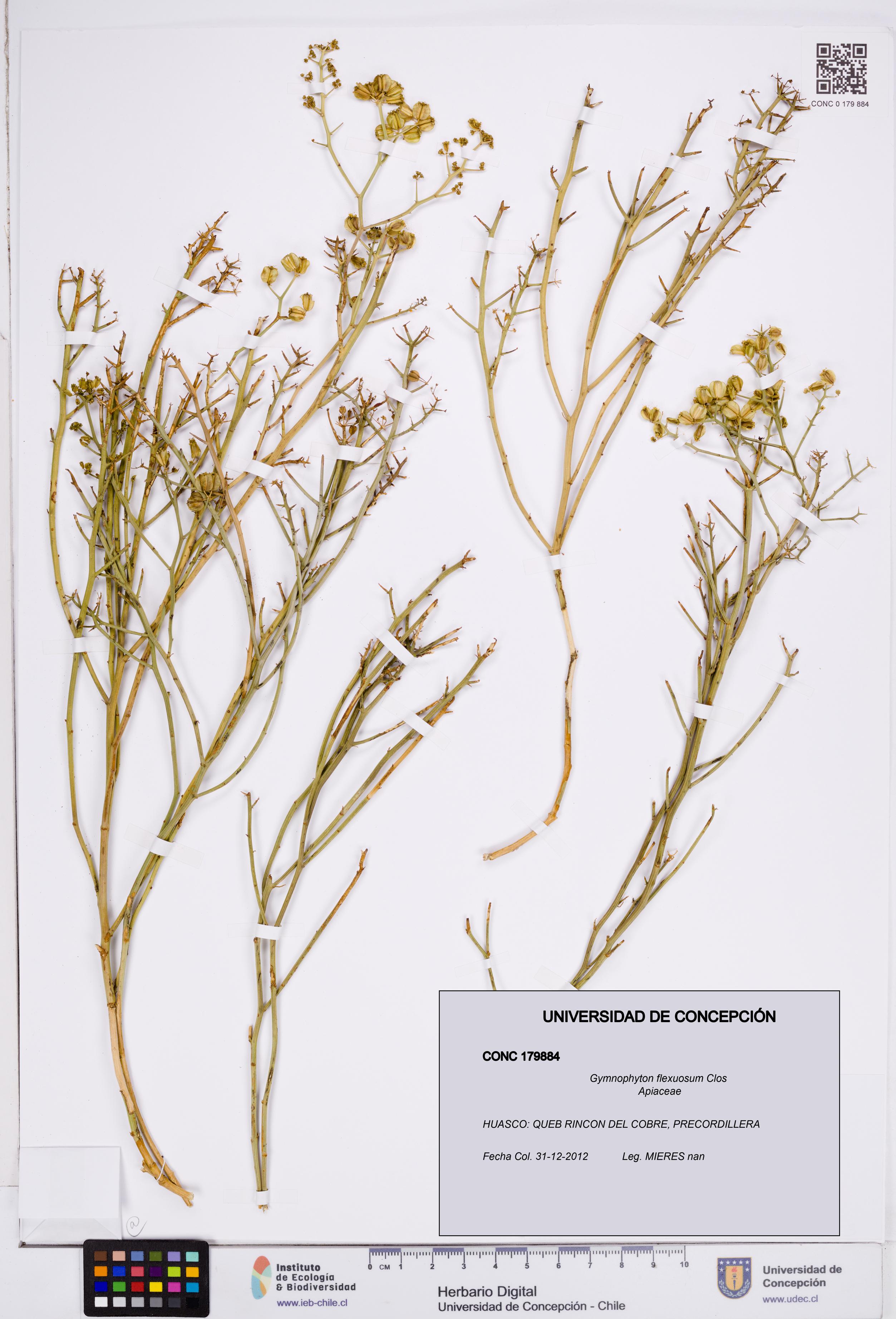 Gymnophyton flexuosum [Espécimen: ]