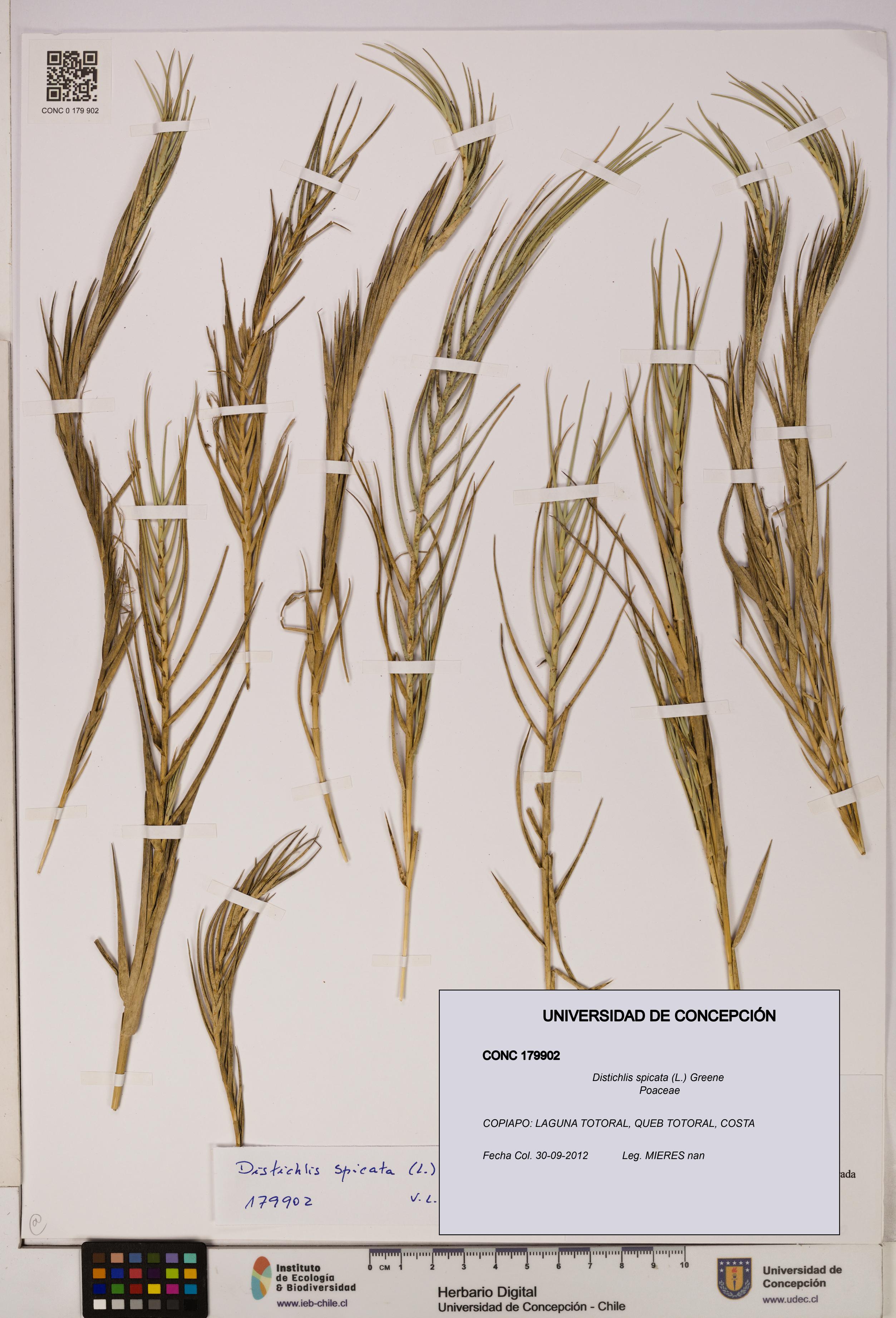 Distichlis spicata [Espécimen: UDEC:CONC:0179902]