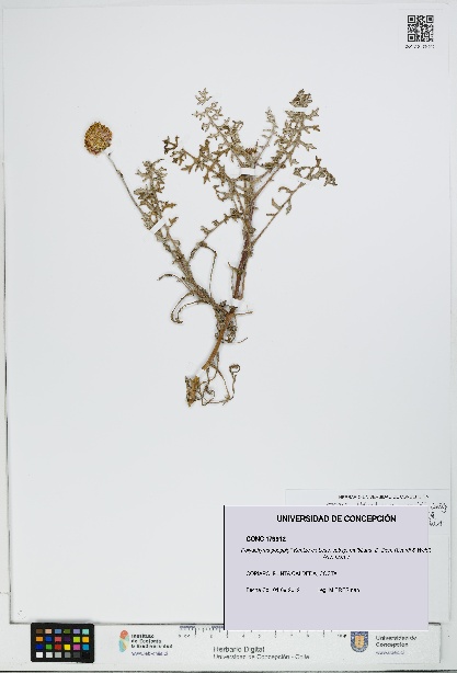 Polyachyrus poeppigii subsp. multifidus [Espécimen: UDEC:CONC:0179912]