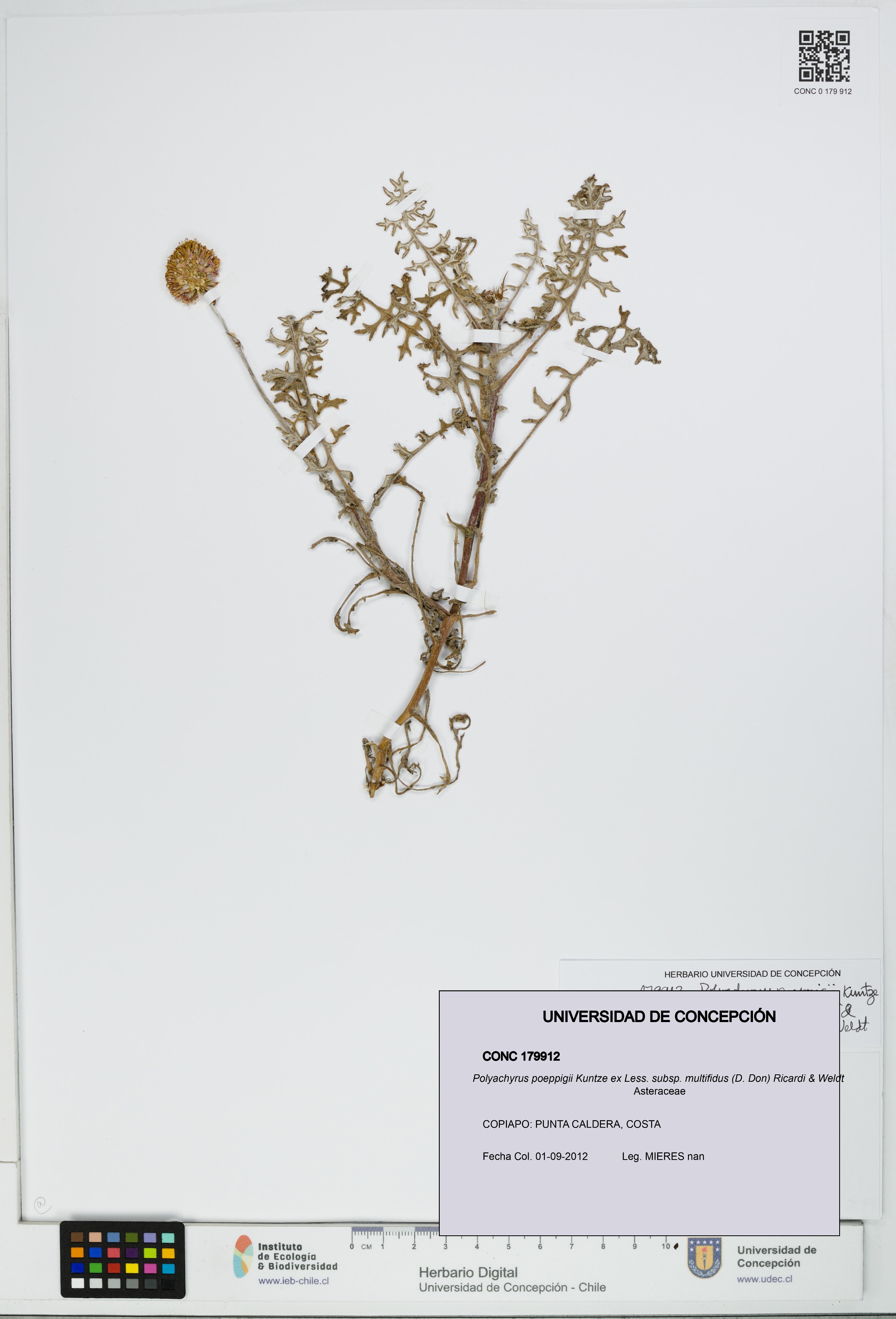 Polyachyrus poeppigii subsp. multifidus [Espécimen: UDEC:CONC:0179912]
