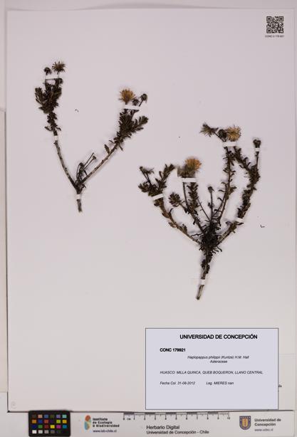 Haplopappus philippii [Espécimen: UDEC:CONC:0179921]