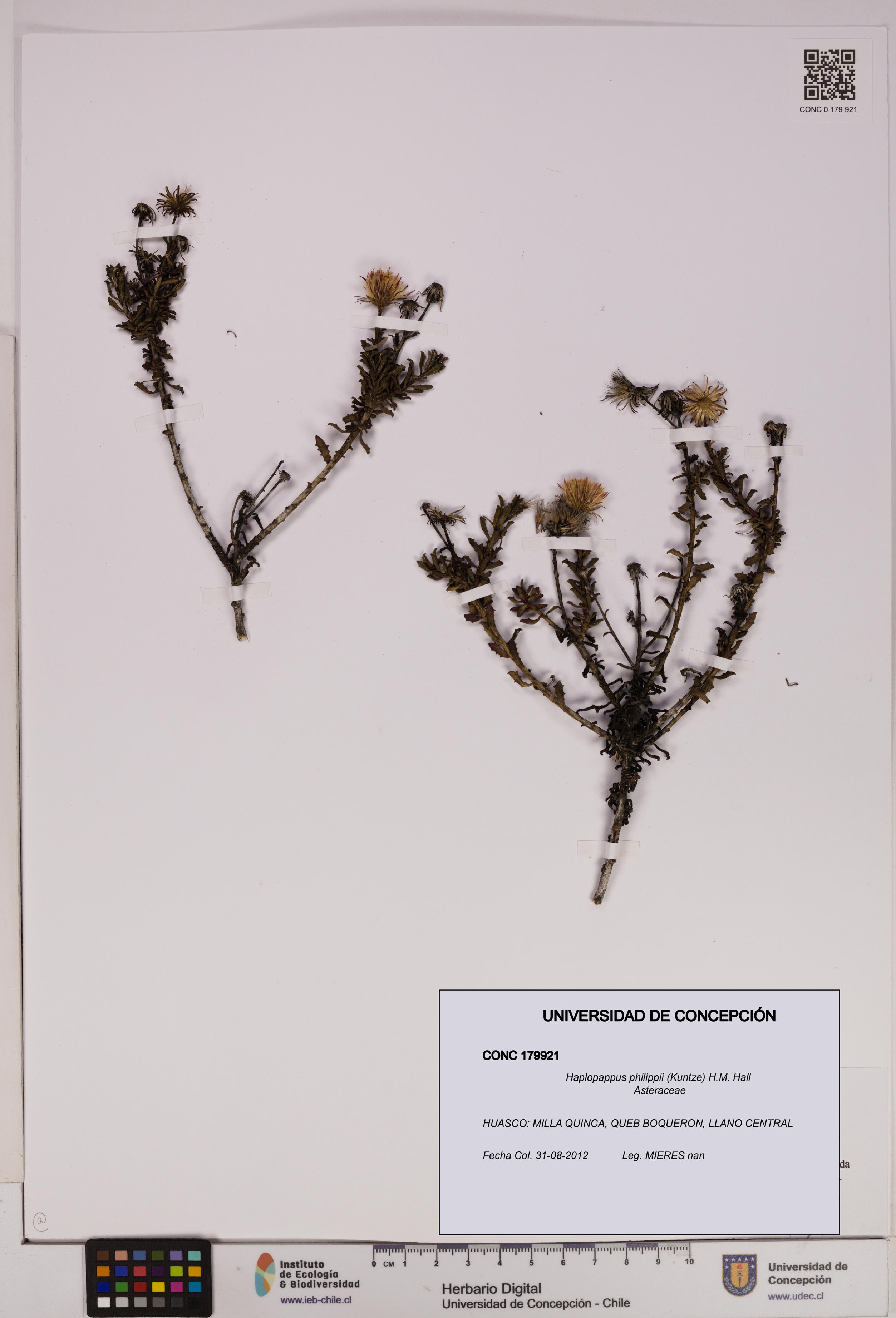 Haplopappus philippii [Espécimen: UDEC:CONC:0179921]