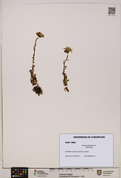 Senecio almeidae [Espécimen: UDEC:CONC:0179922]