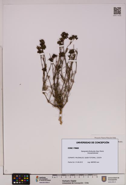 Spergularia floribunda [Espécimen: UDEC:CONC:0179925]