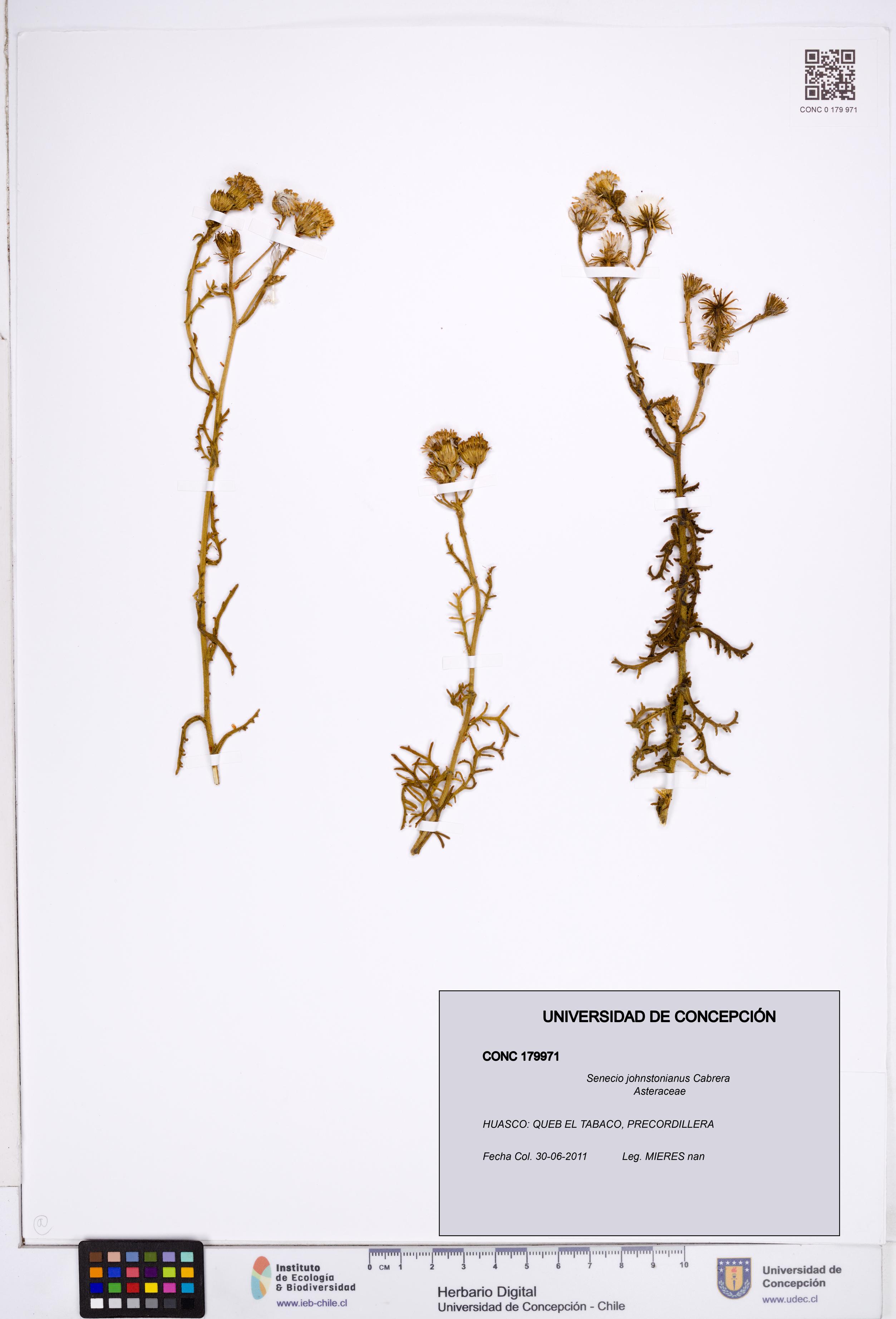 Senecio johnstonianus [Espécimen: ]
