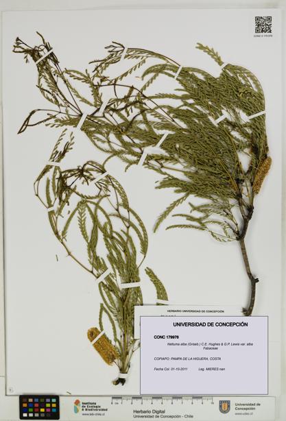 Neltuma alba var. alba [Espécimen: UDEC:CONC:0179976]