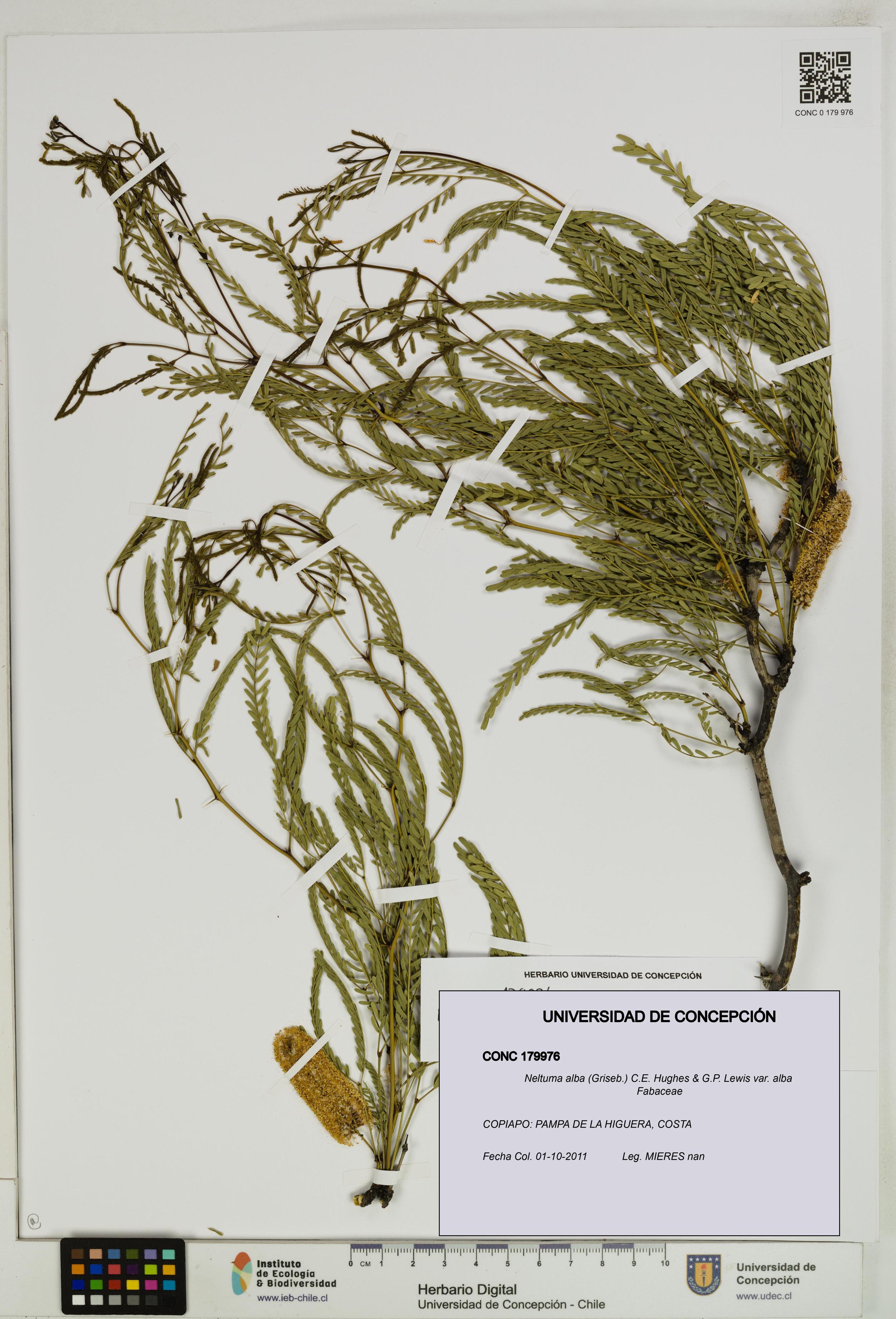 Neltuma alba var. alba [Espécimen: UDEC:CONC:0179976]