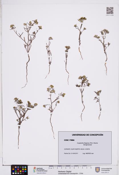 Cryptantha filaginea [Espécimen: ]