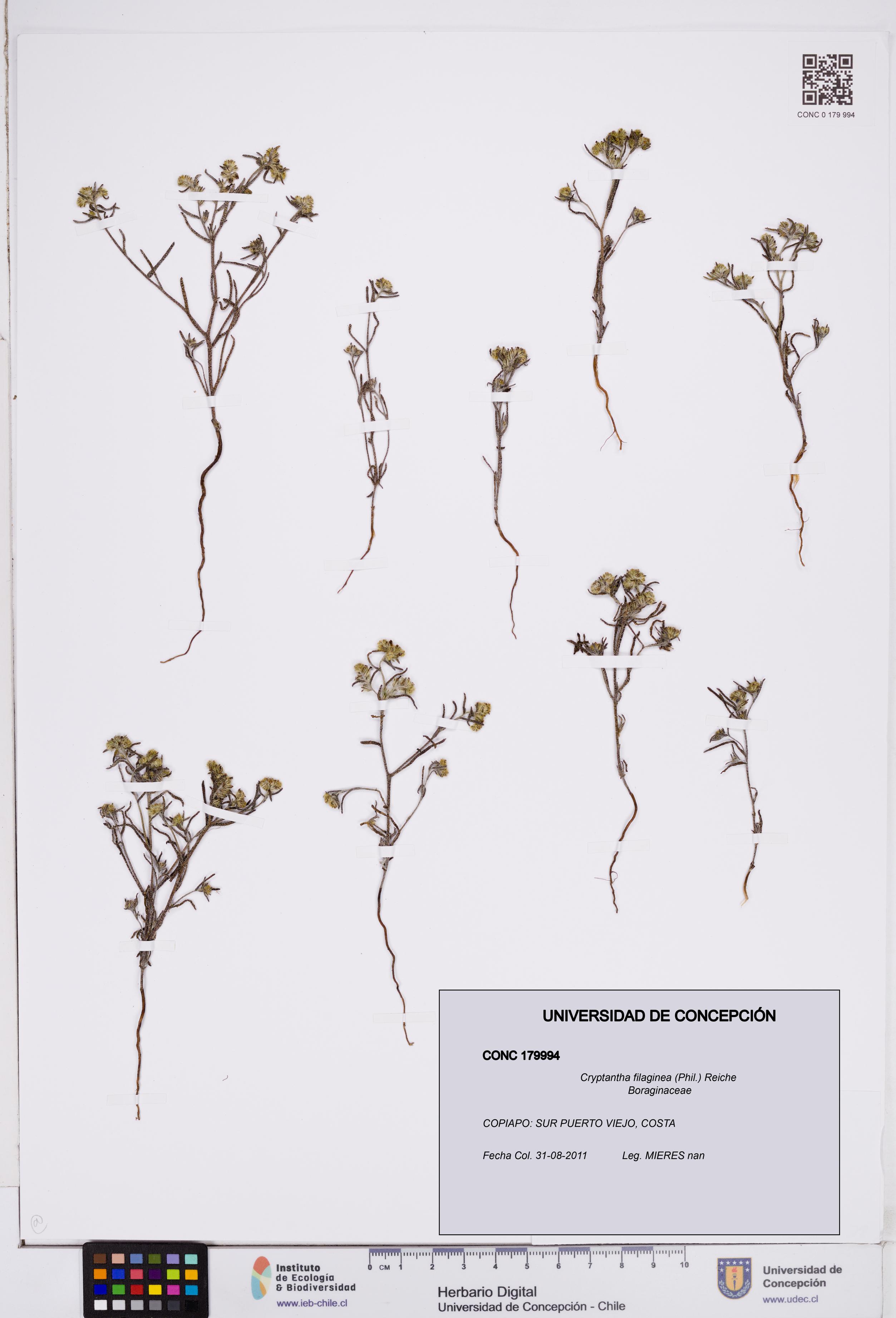 Cryptantha filaginea [Espécimen: ]