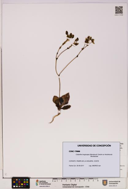 Cistanthe longiscapa [Espécimen: UDEC:CONC:0179999]