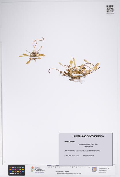 Goodenia radicans [Espécimen: UDEC:CONC:0180004]
